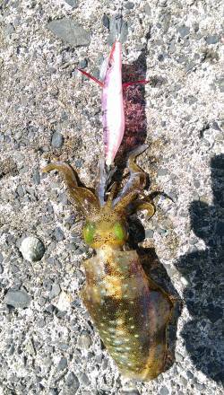 白木にてエギング　アオリイカ2ハイの釣果、…